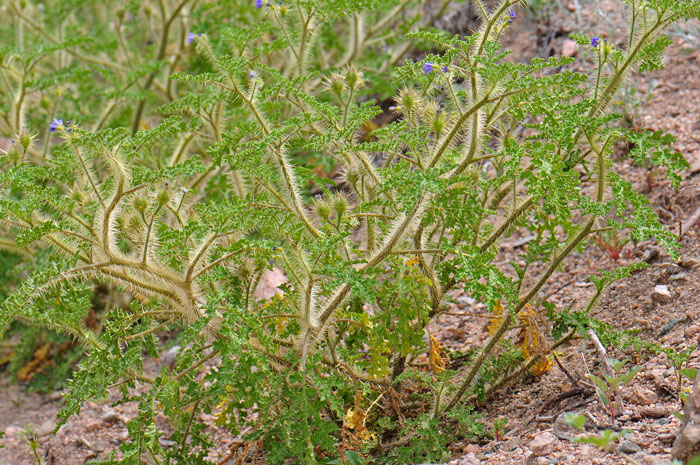 Melon Leaf Nightshade is a native annual nightshade that blooms from June to October and grows between 2,000 to 5,500 feet in elevation. Solanum heterodoxum 